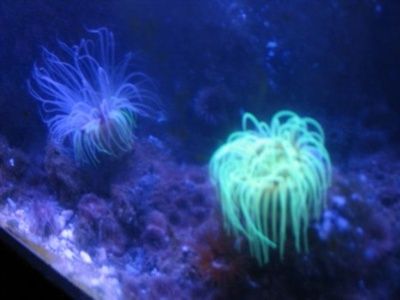 et_2006__arcachon_060__muse_aquarium_400