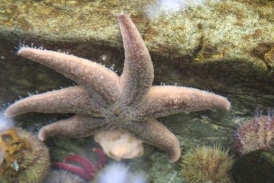 etoile_de_mer_400 etoile_de_mer_400