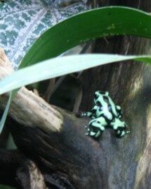 grenouille