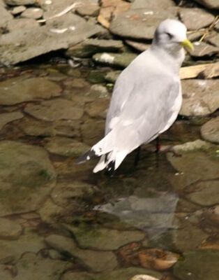 oiseau__st_laurent_400 oiseau__st_laurent_400