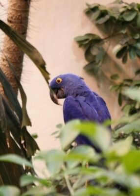 oiseaux__tropical_400