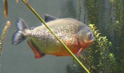 piranhas_400