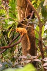 tamarin