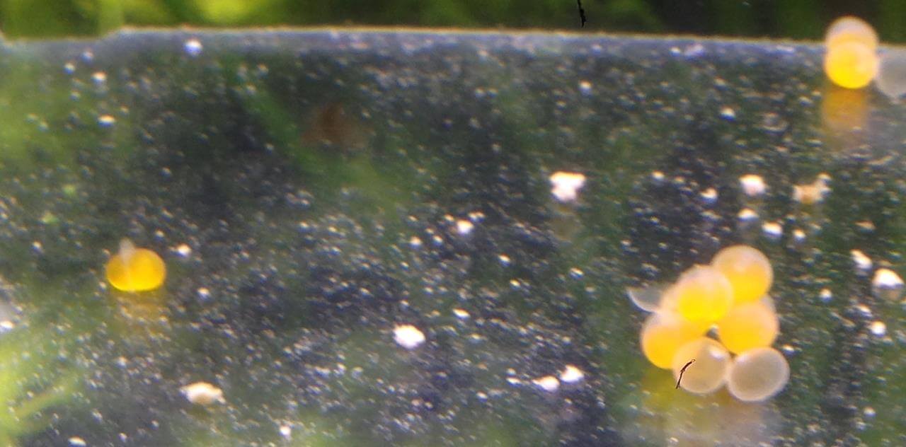 A Qui Appartiens Ces œufs Forum Invertebres Crevettes Escargots