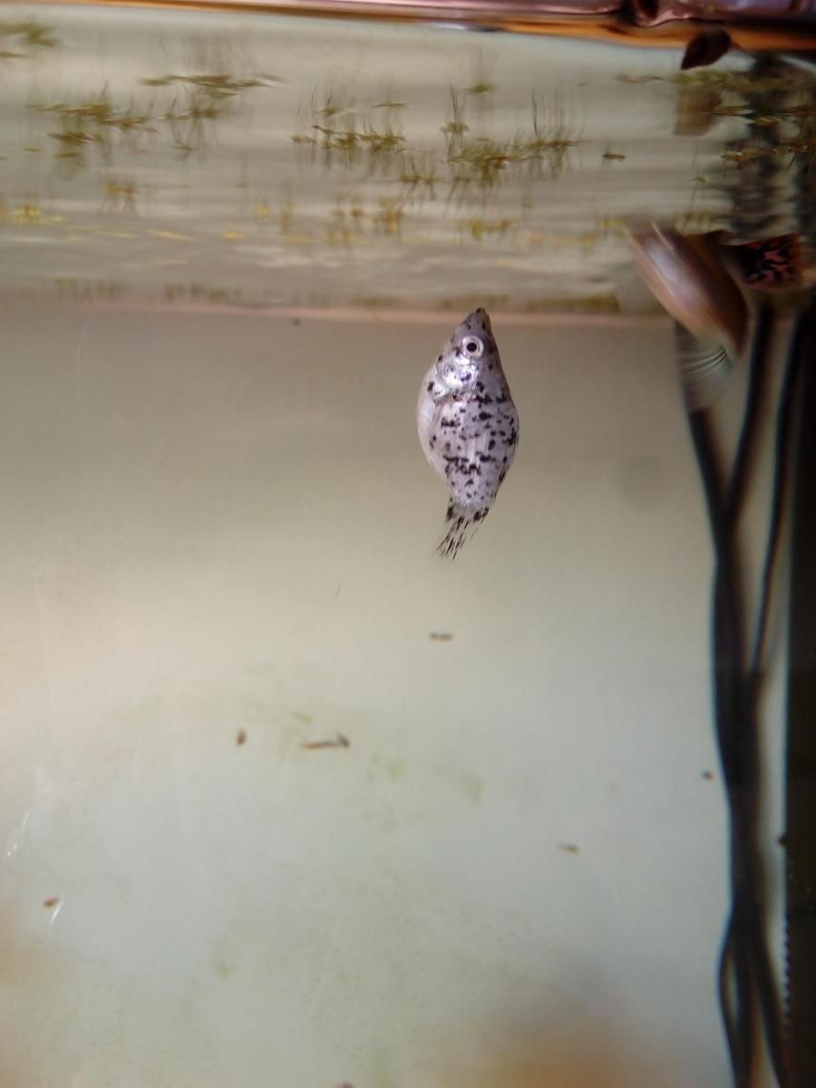 Molly Ballon En Difficulte Forum Aquarium