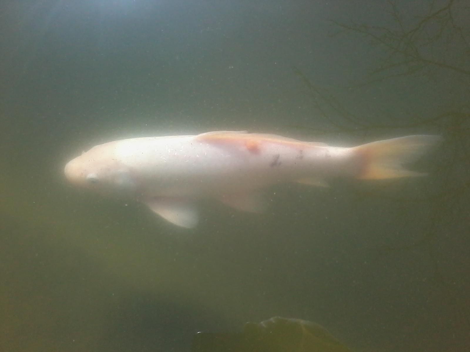 Carpe koi, maladie inconnue /symptome bouton rouge aspect granulaux besoin d