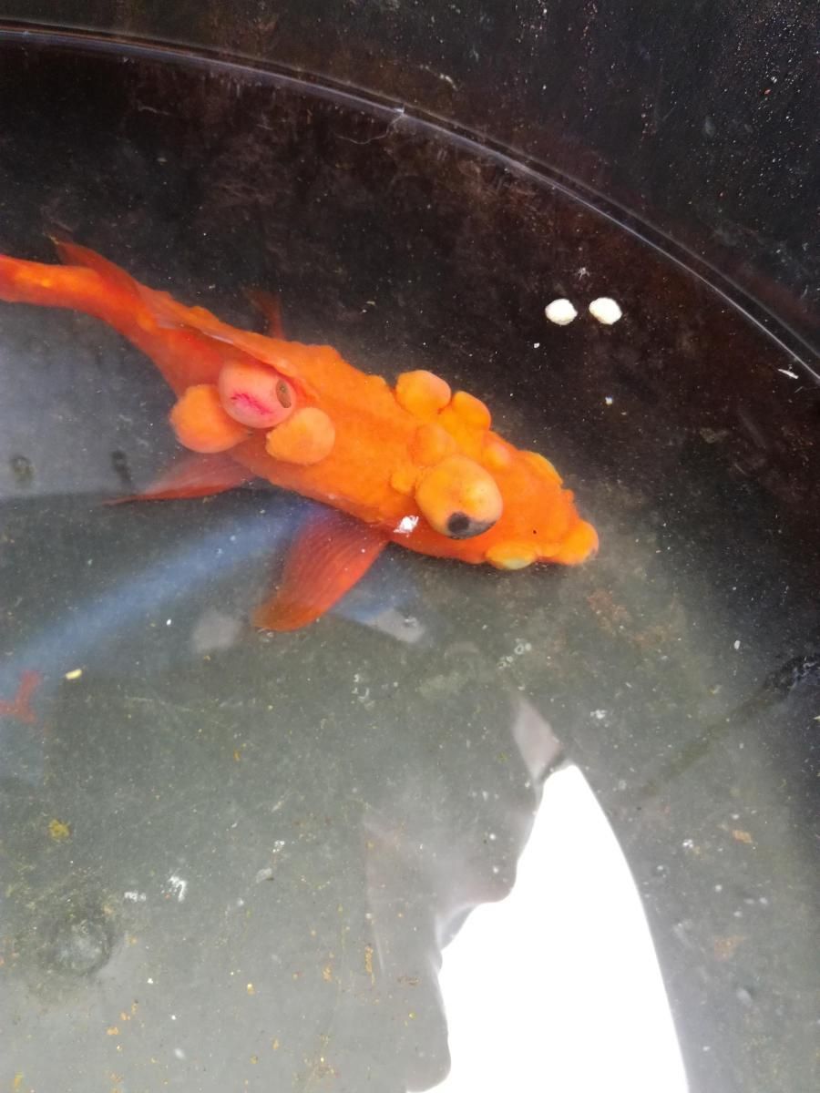 Besoin de renseignements pour un poisson rouge de bassin malade (pustules)