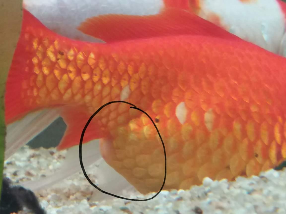 Poisson rouge malade ? forum Poisson rouge