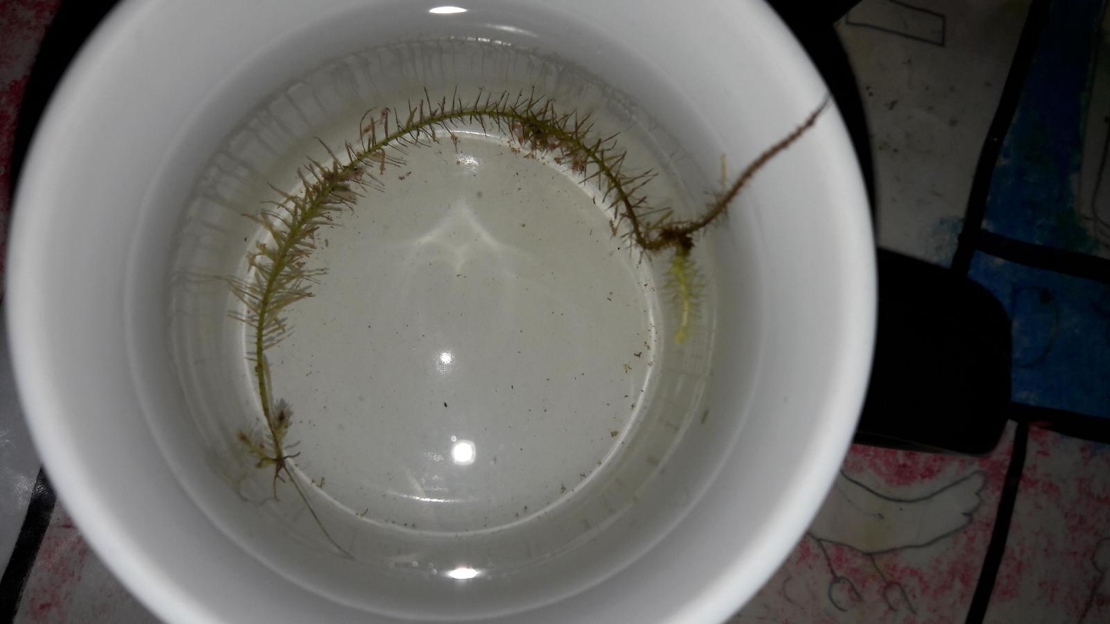 Tres Urgent Bebes Crevettes En Situation Tres Precoce