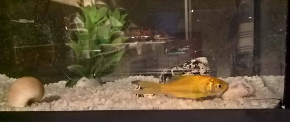 Quel équipement choisir pour un poisson rouge ? (Aquarium pompe etc...)