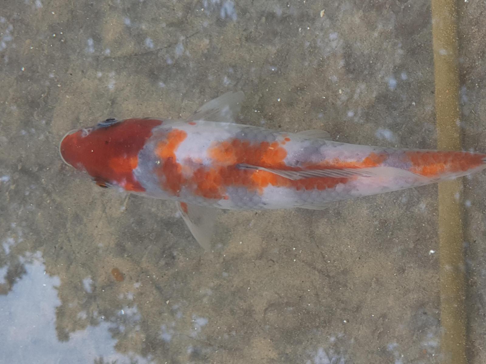 Ma Carpe Koi A Perdu Ses Couleurs En Une Nuit Ma Carpe Koi A Perdu Ses Couleurs En Une Nuit