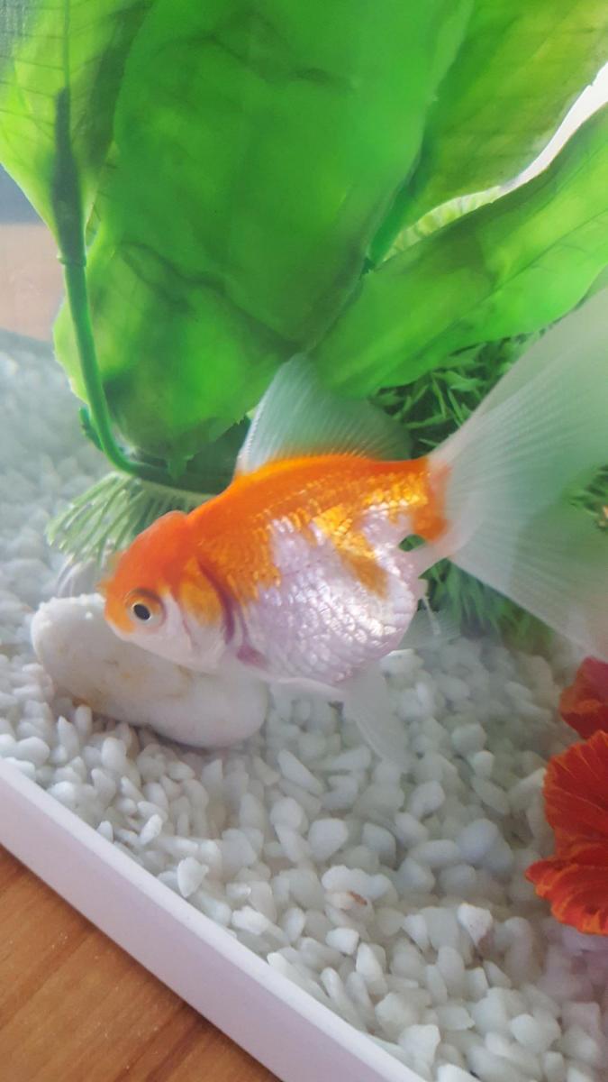 Est Ce Que Ce Sont Des Oeufs De Mes Poissons Rouges