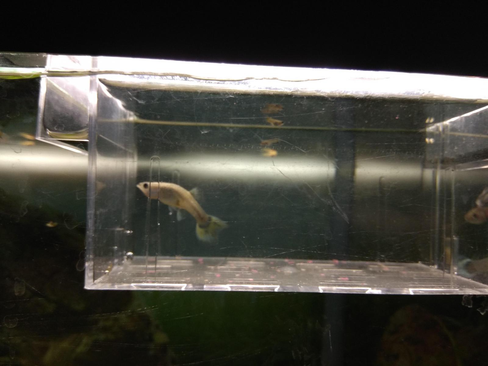 Femelle Guppy S Est Casse La Queue Forum Poissons Femelle Guppy S Est Casse La Queue Forum Poissons