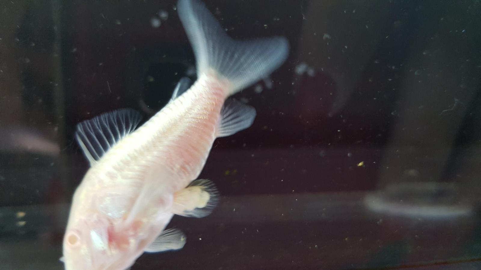 Corydoras Albinos Bebe Forum Poissons