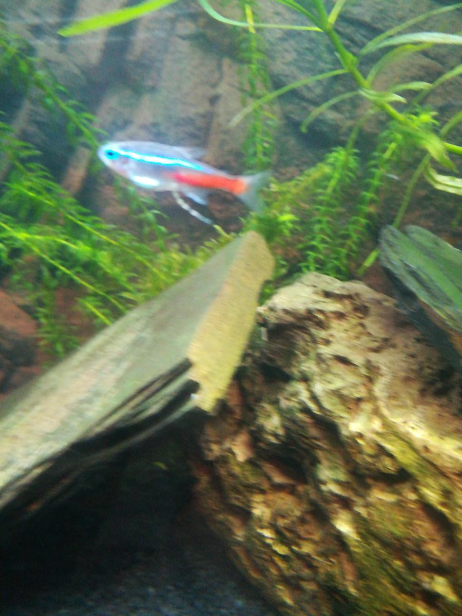 Vers Intestinaux Blancs Tres Percistent Forum Poissons