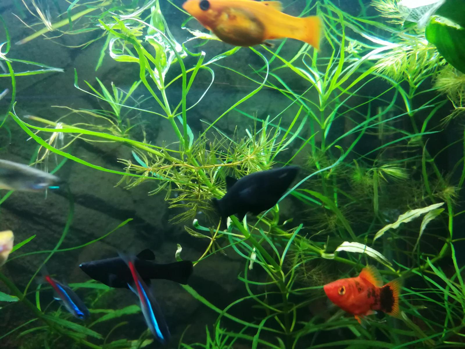 Combien De Temps Pour Avoir Des Bebes Forum Poissons
