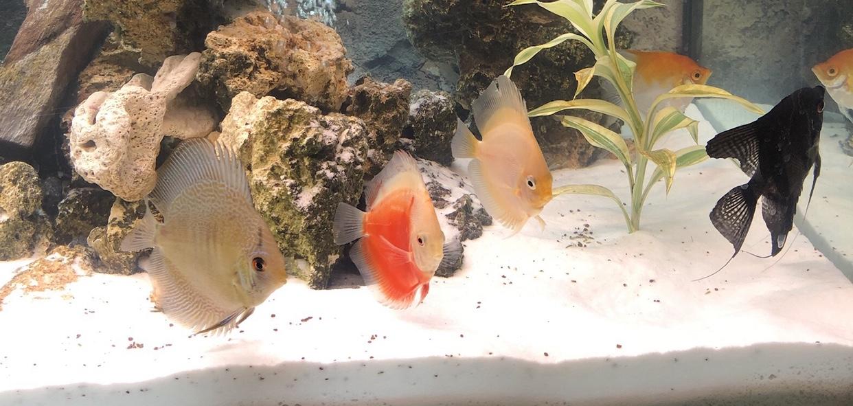 Discus & Scalaire ensemble ? forum Poissons