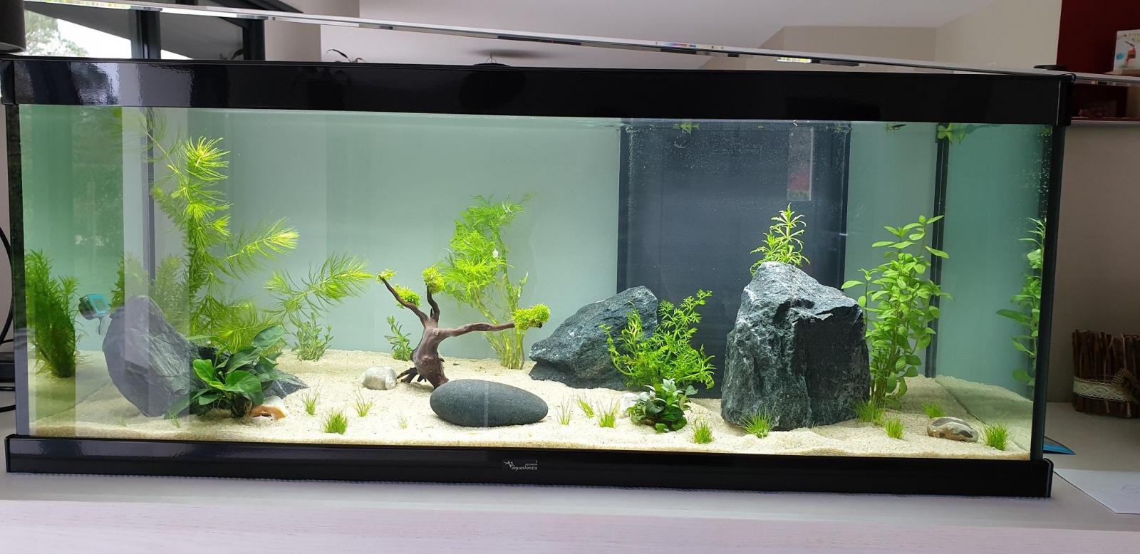 Expert Tips for Freshwater Aquarium Maintenance Keep Your Underwater