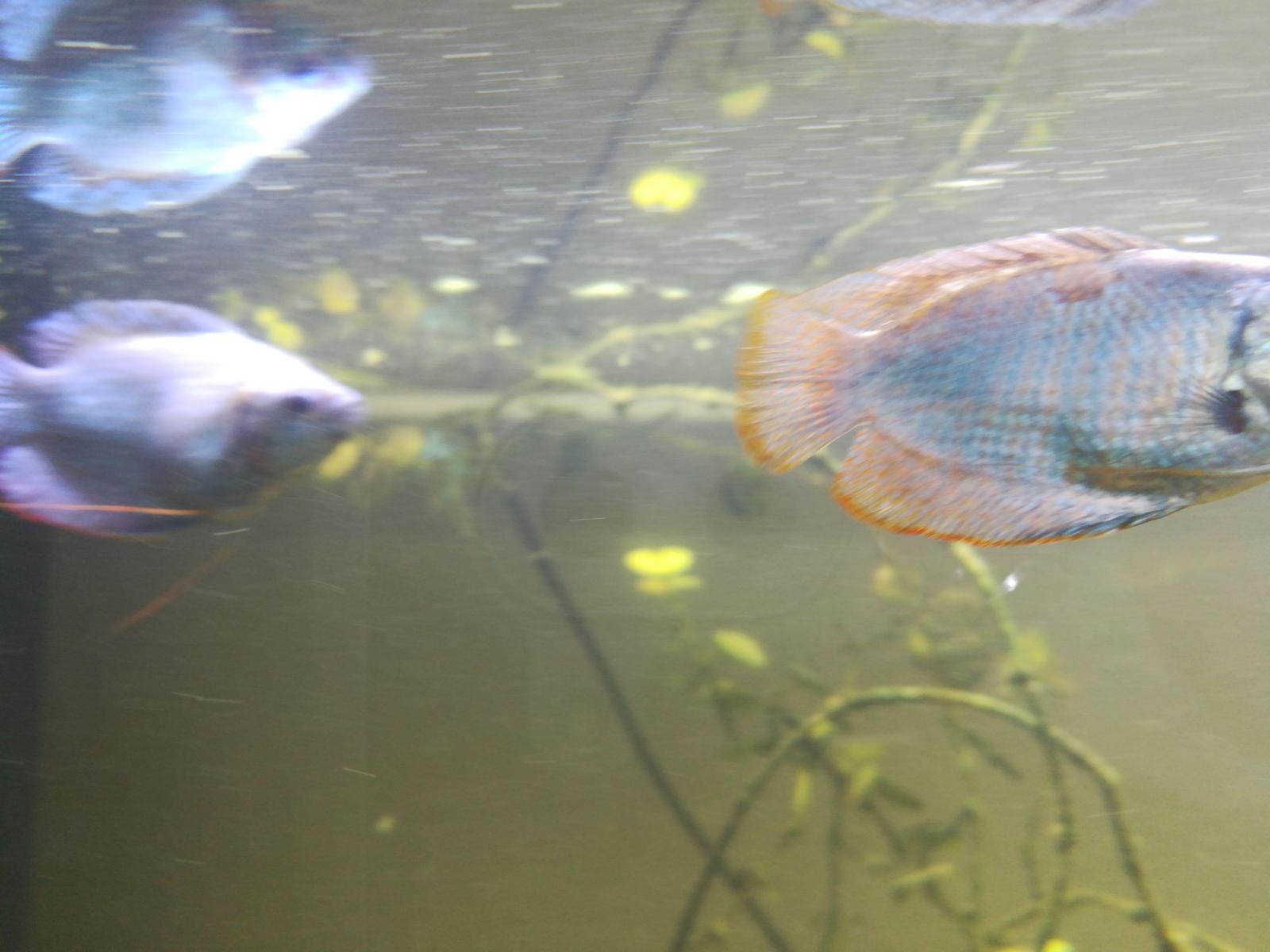 Maladie Gourami Forum Poissons