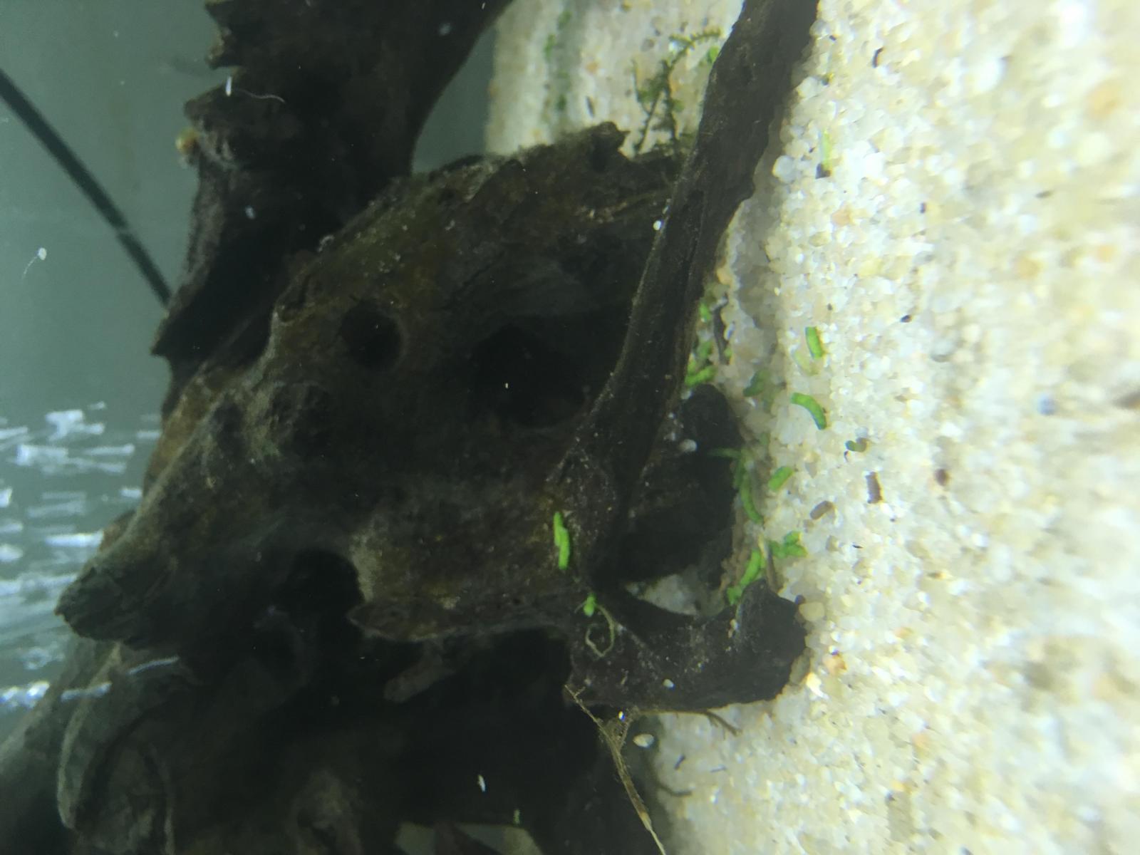 Excréments de mes poissons rouges qui deviennent verts