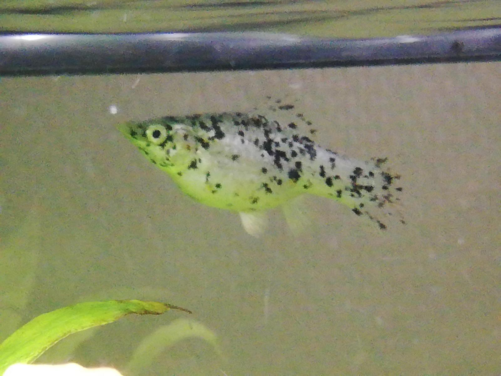 Mon Poisson Est Elle Enceinte Forum Poissons