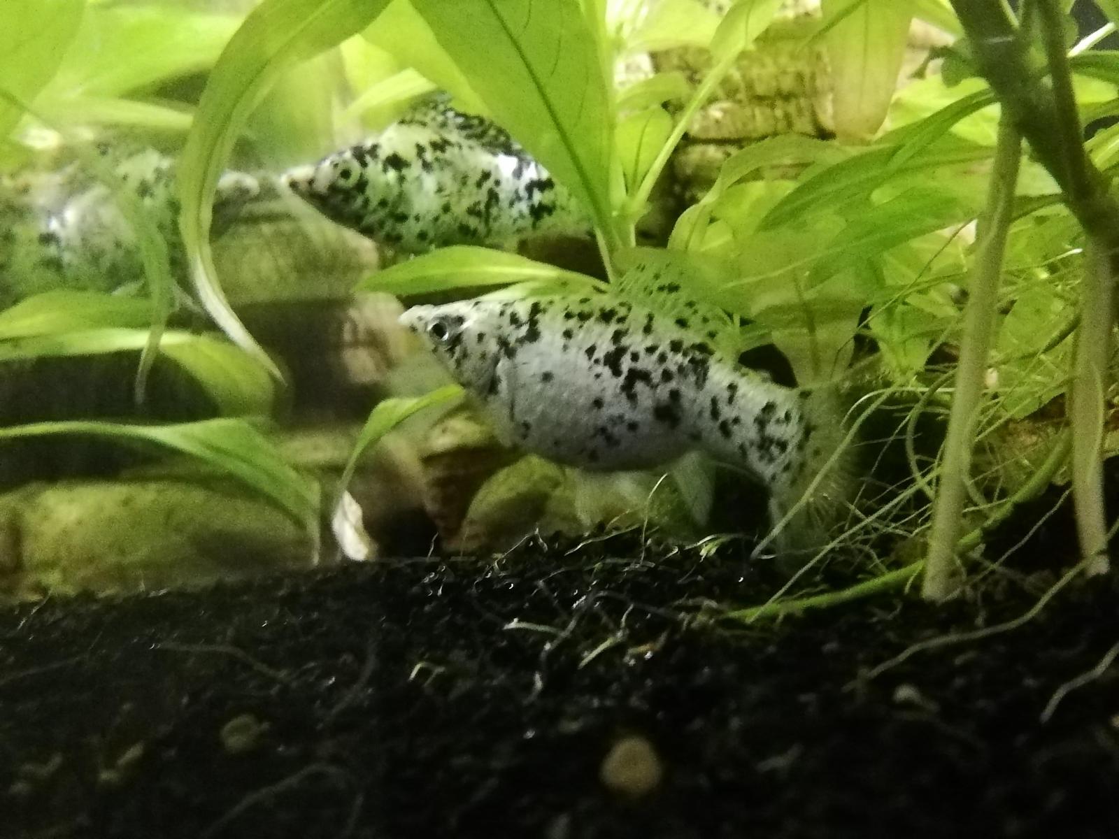 Mon Poisson Est Elle Enceinte Forum Poissons