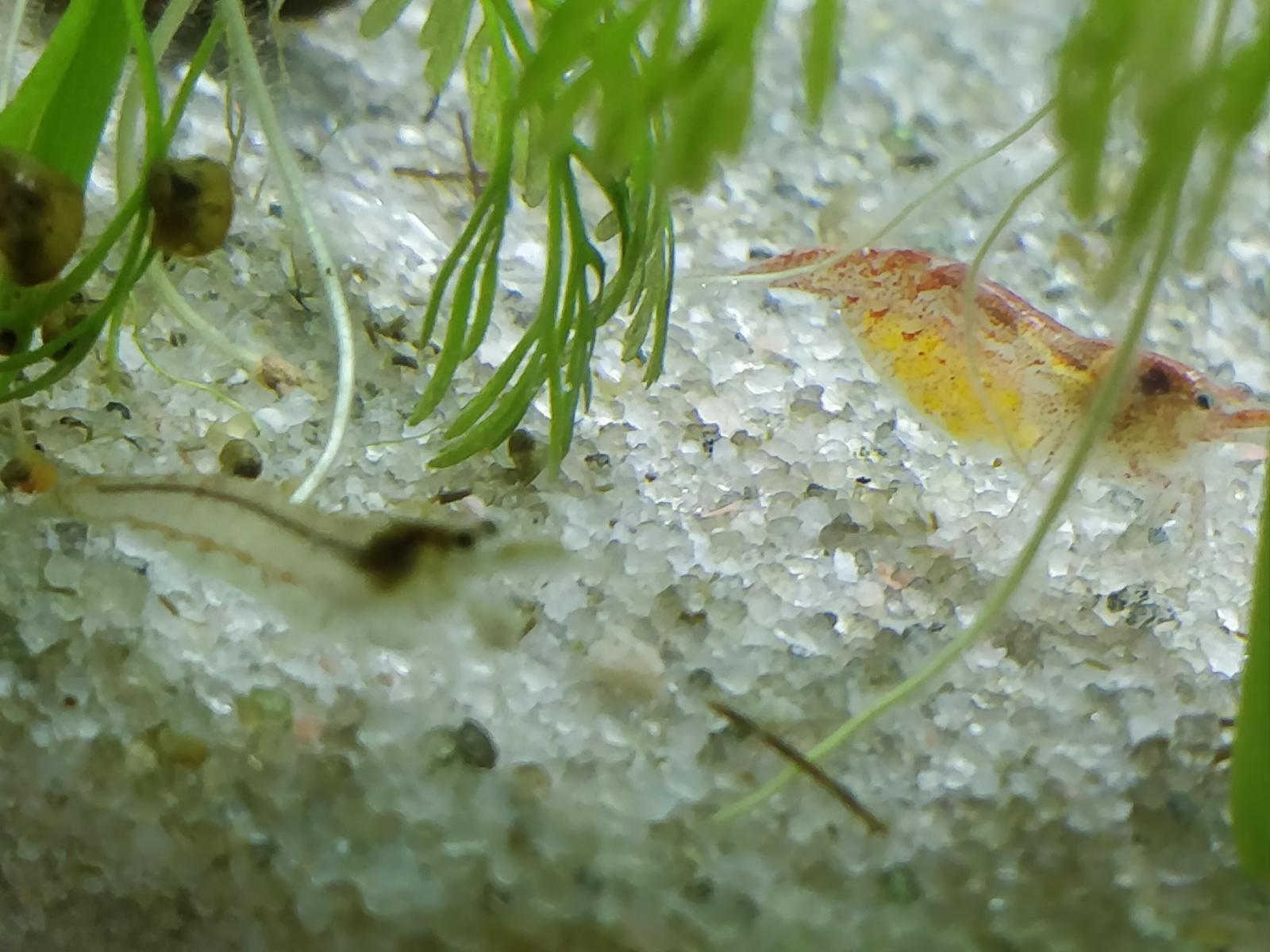 Reconnaitre Red Cherry Male Ou Femelle