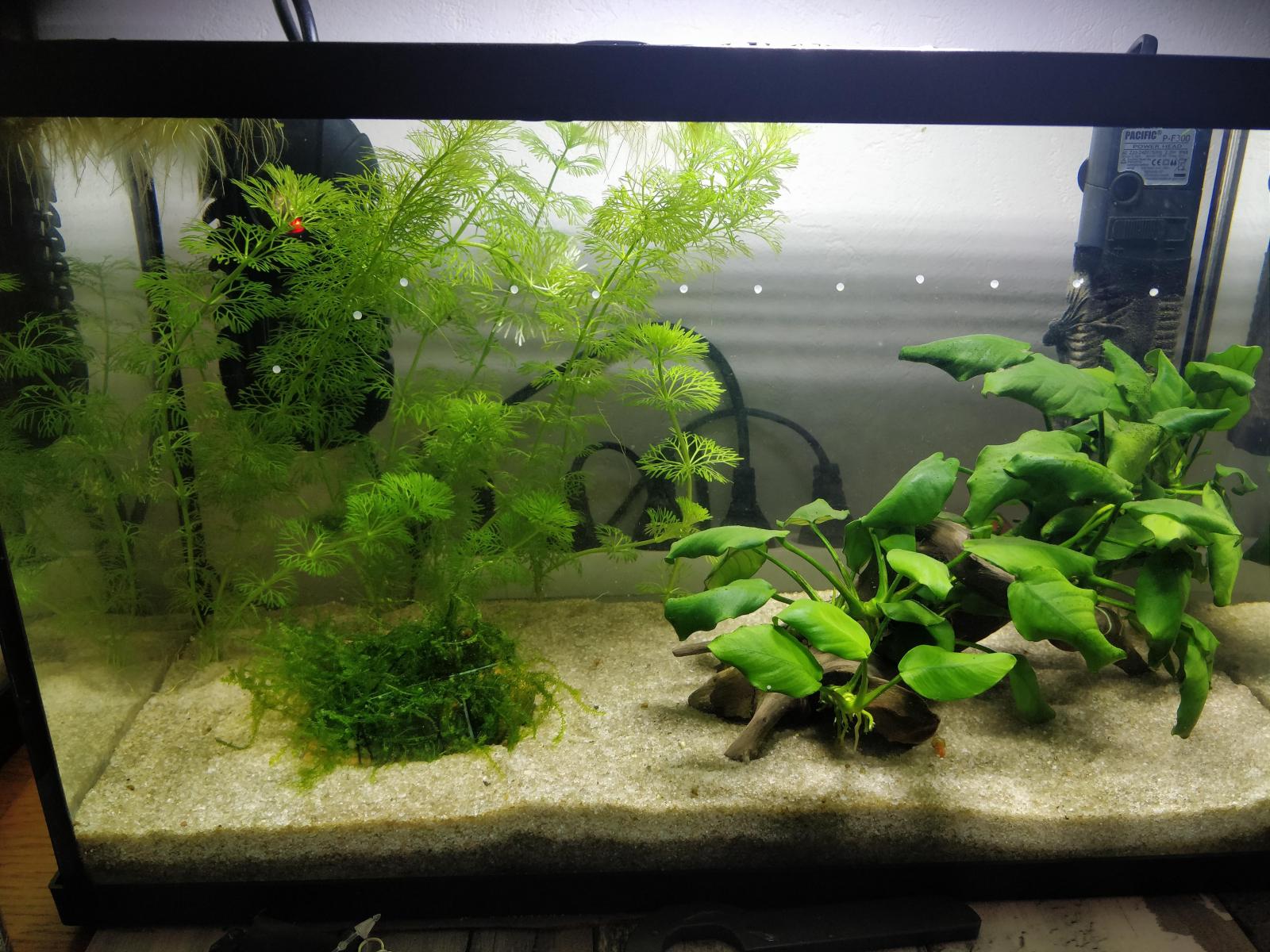 Naissance Bebe Corydoras Forum Poissons