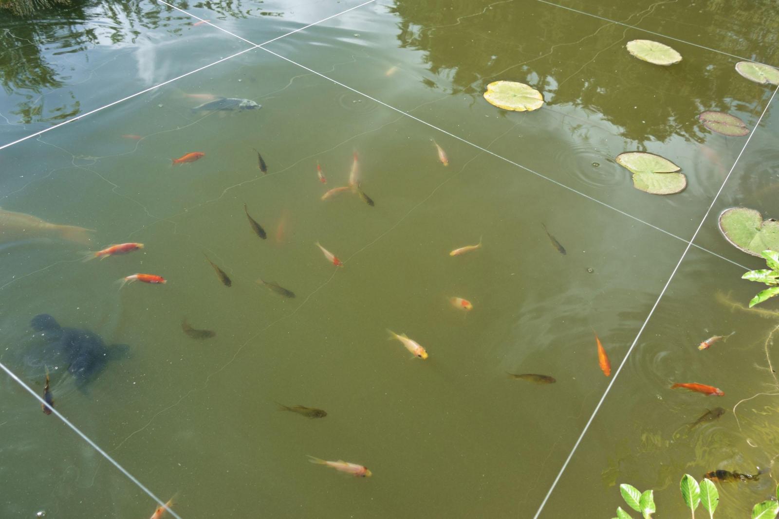 Couleur Des Bebes Poisson Rouge Forum Poisson Rouge Couleur Des Bebes Poisson Rouge Forum Poisson Rouge