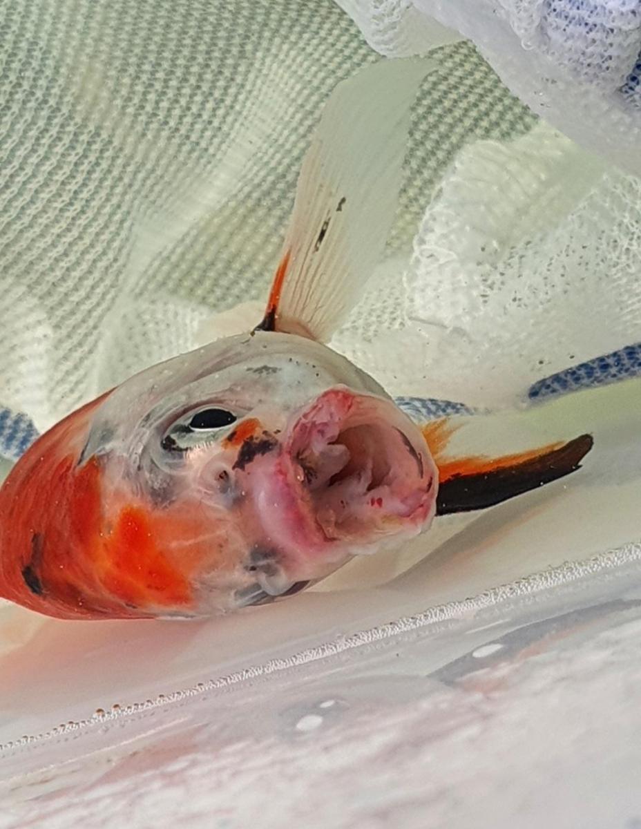 Poissons rouges malades en bassin extérieur
