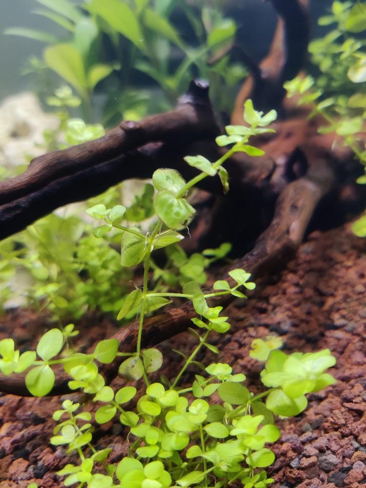 Besoin De Conseils Pour Mes Plantes Forum Plantes Et Algues