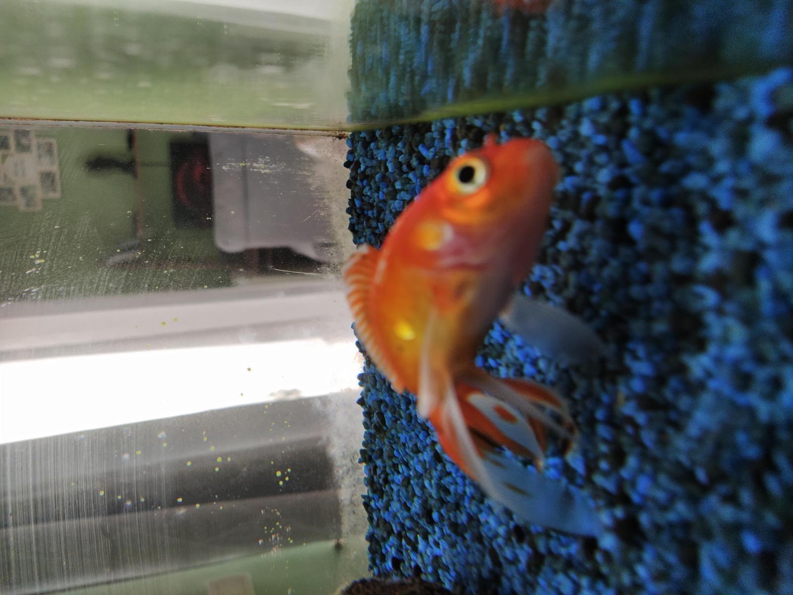Comment Savoir Si Mon Poisson Rouge Ne Mange Pas – DKCICX