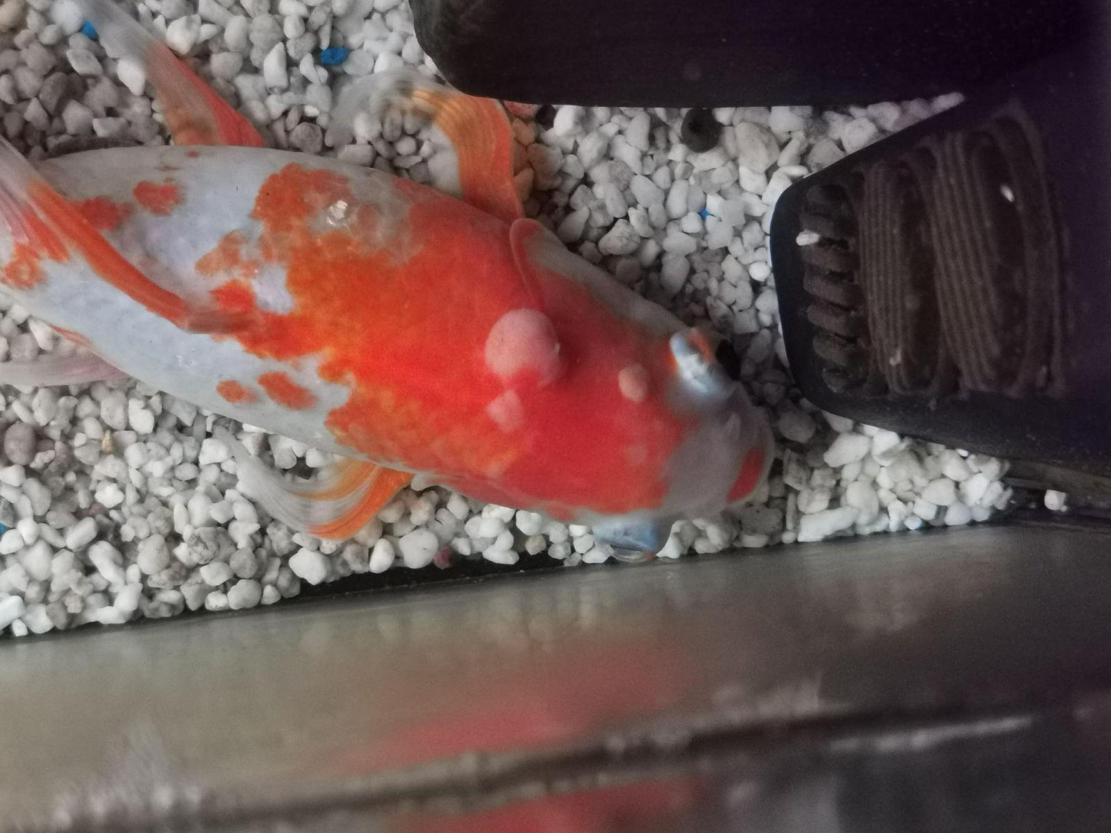 Poisson rouge shubunkin malade qui coule au fond