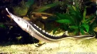 Acipenser gueldenstaedtii (osciètre)