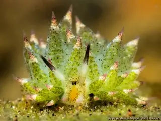 Costasiella genre 