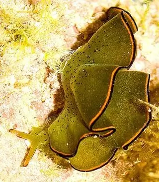 Le Mouton Des Mers Costasiella Kuroshimae