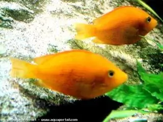 Etroplus suratensis (chromide vert)