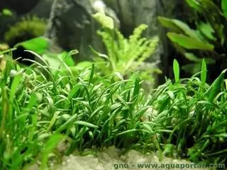 Tình yêu cây cỏ ĐV2 - Page 33 Helanthium-tenellum