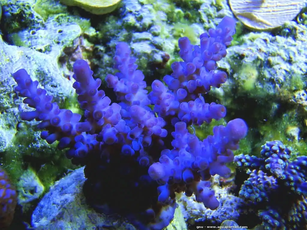 Acropora Gomezi