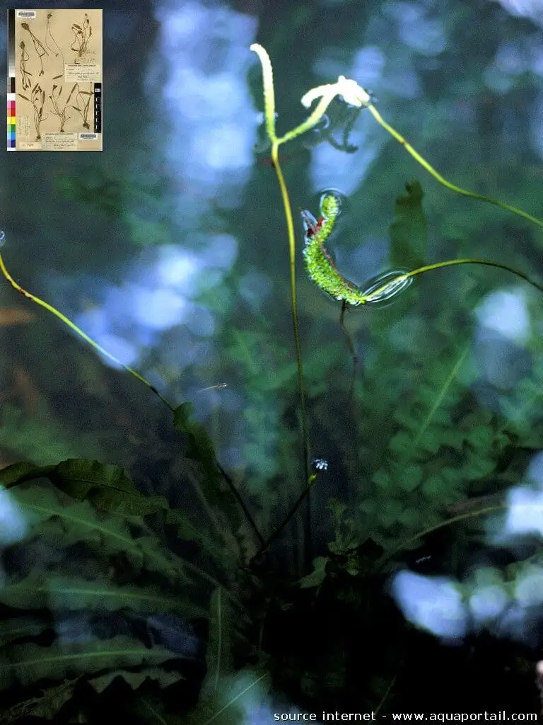 Tình yêu cây cỏ ĐV2 - Page 37 Aponogeton-angustifolius