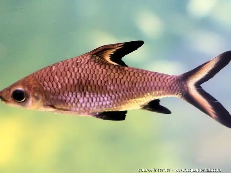 Balantiocheilos melanopterus (requin argenté) — free download