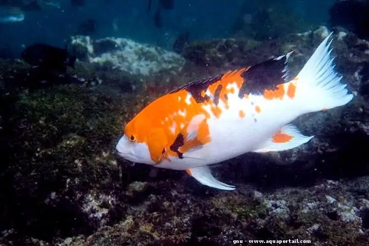 especie Bodianus eclancheri