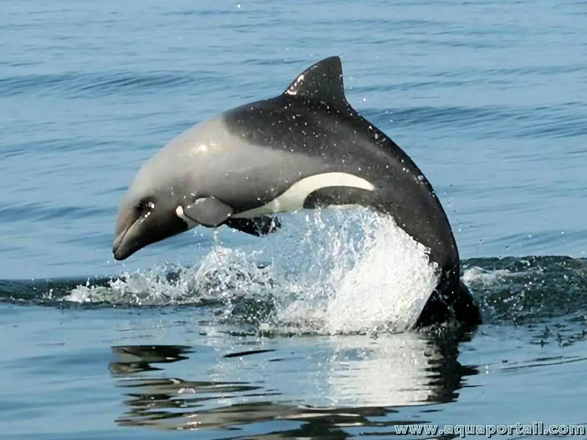 Cephalorhynchus heavisidii (dauphin du Cap)