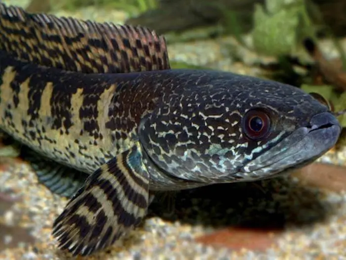 Genre Channa (Poissons à tête de serpent)