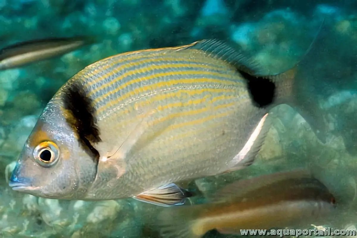 diplodus-vulgaris-sar-t-te-noire