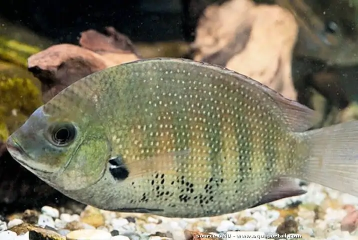 Etroplus suratensis (chromide vert)