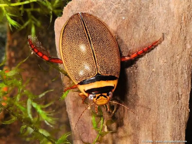 Graphoderus cinereus (abeille d'eau) — free download
