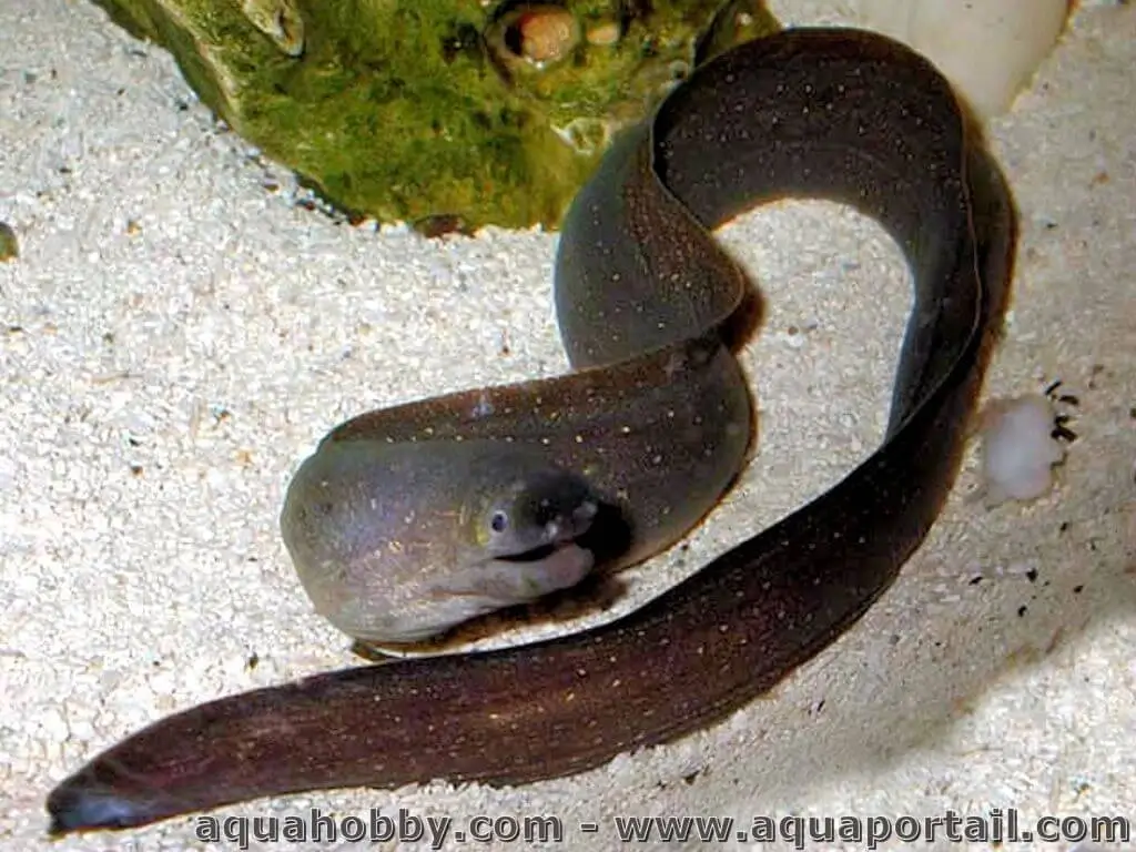 Gymnothorax tile (murène d'eau douce) — free download