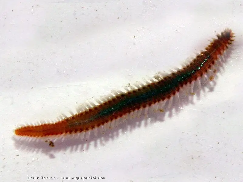 Hermodice carunculata (ver de feu barbu) — free download