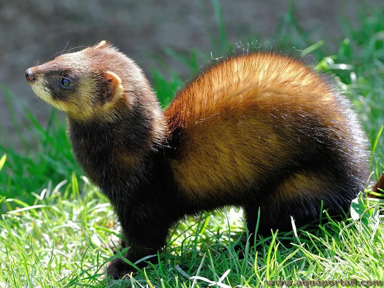 Mustela Putorius putois 
